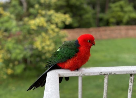 Male king parrot with distinctive red head and chest and green wings