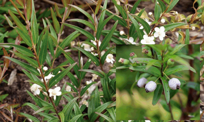 Learn how to grow native foods such as midyim berries with Gadhungal Marring at Wildwood in Kangaroo Valley in September.
