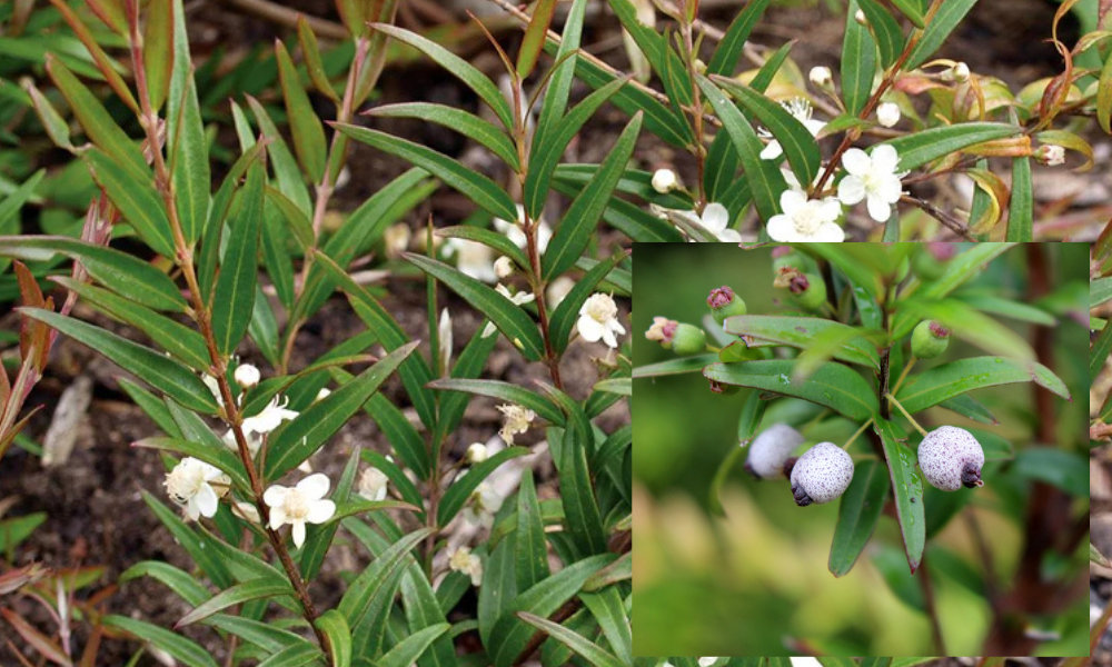 Learn how to grow native foods such as midyim berries with Gadhungal Marring at Wildwood in Kangaroo Valley in September.