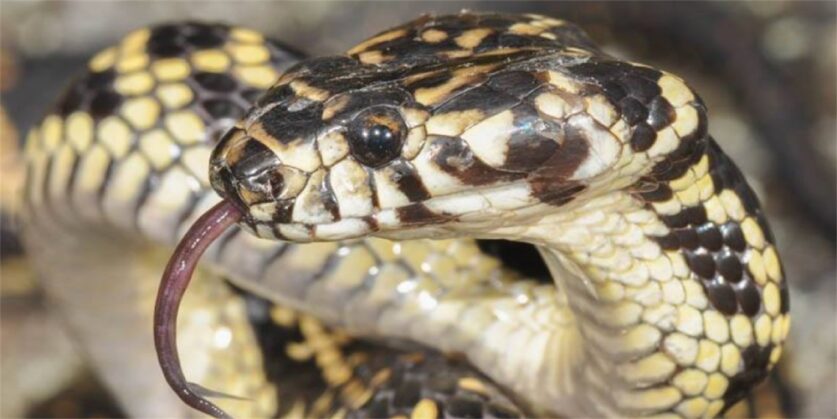 Come to a talk about threatened species at the Nowra branch of Shoalhaven Libraries.