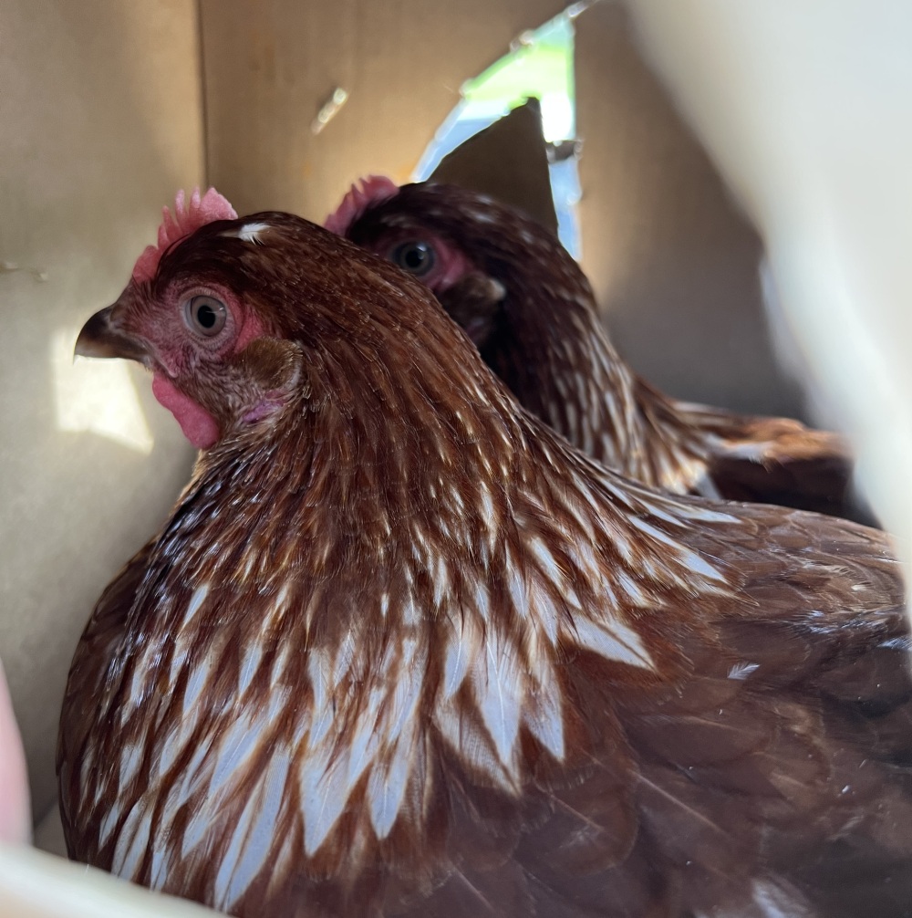 The author's own backyard chickens, waiting to explore their new home. Photo: Samantha Tannous