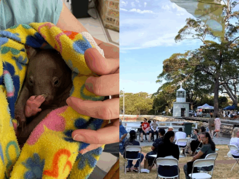 Join a working bee for wombat rescue or browse around the Twilight Markets this weekend in Jervis Bay.