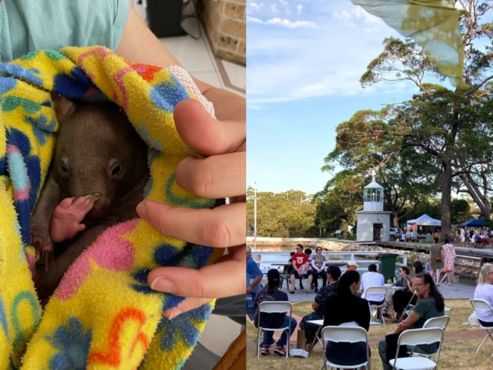 Join a working bee for wombat rescue or browse around the Twilight Markets this weekend in Jervis Bay.