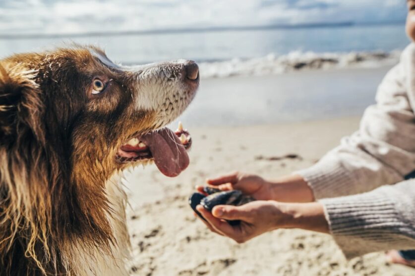 BlueHarvest pet supplements