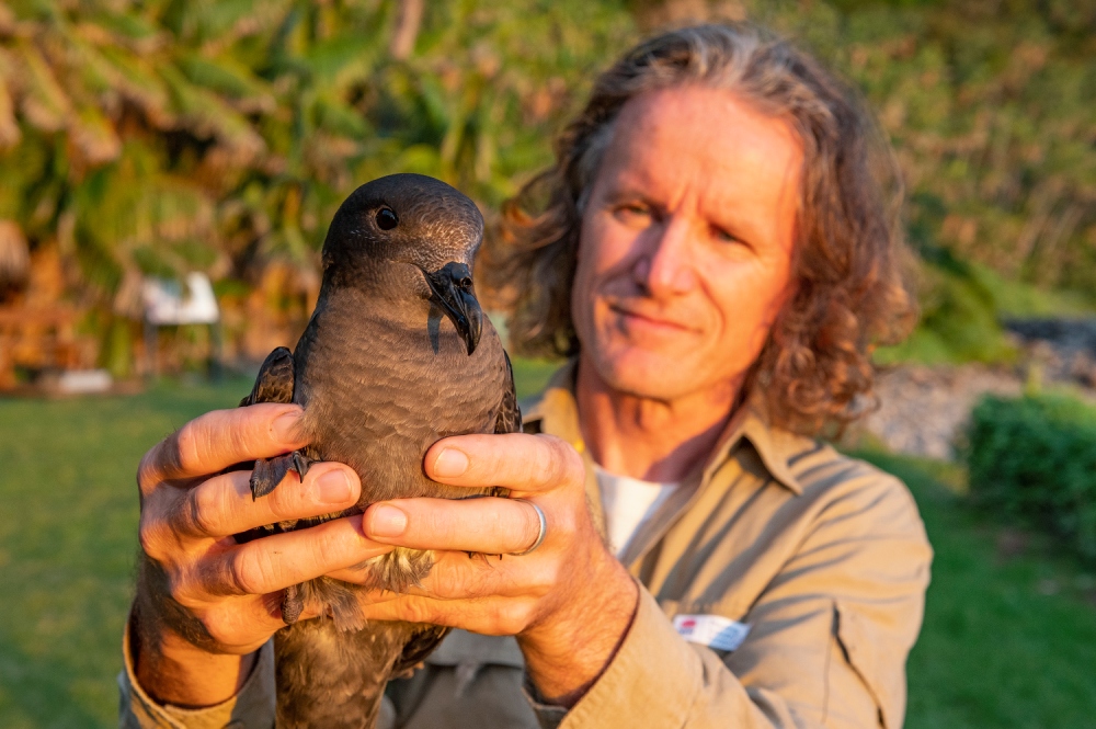 Nicholas Carlile with a Providence petrel. Photo Bottlebrush Media
