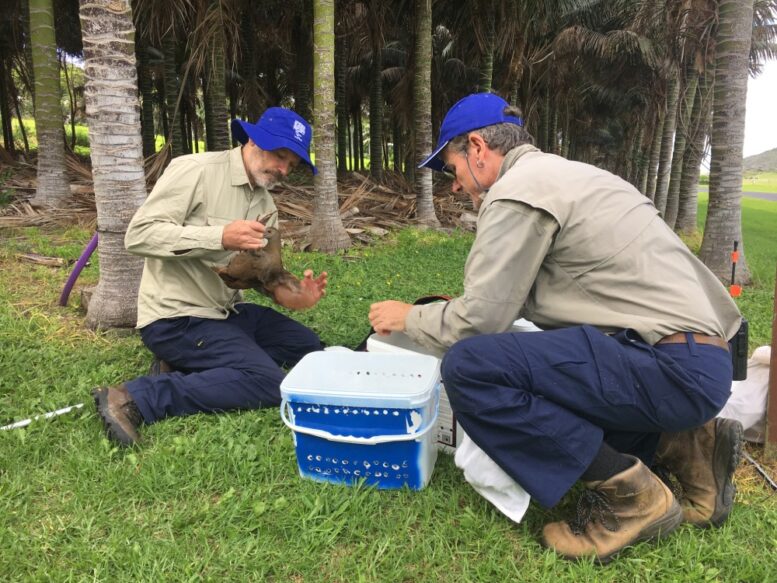 Nicholas Carlile and Dr Terry O'Dwyer at work on Lord Howe Island. Photo: DCCEEW