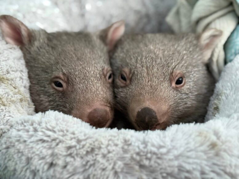 There's a working bee at Mudgeroo Wombat & Wildlife Rescue in Jervis Bay this weekend. Photo: Mudgeroo