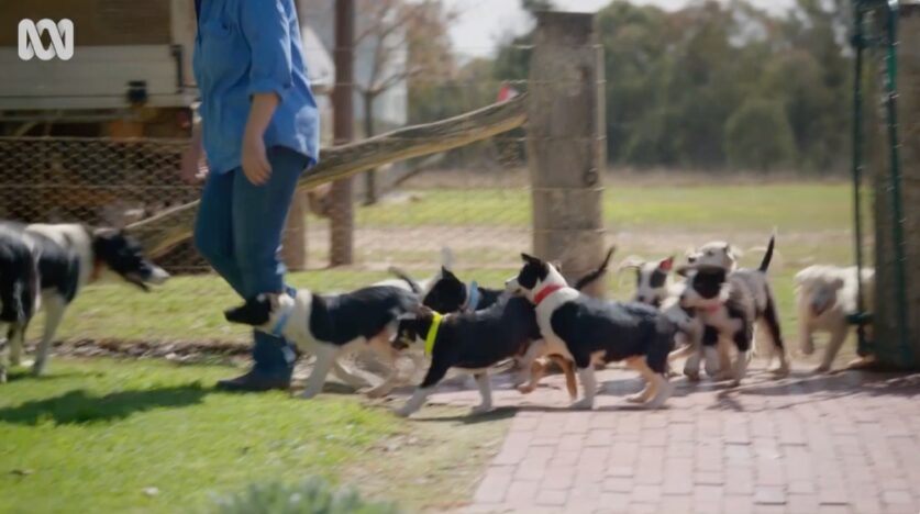 Muster Dogs: next generation on ABC TV