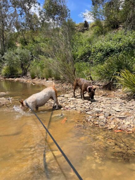 Paradise Pet Parks Adventure Bus for dogs.