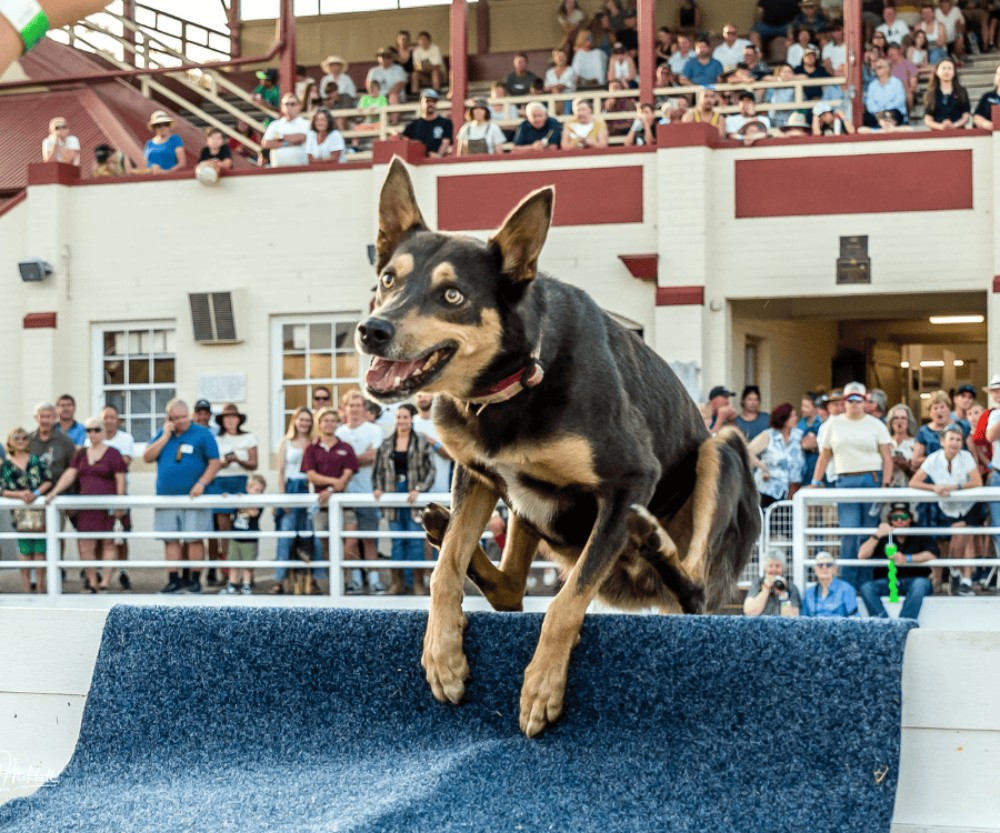 The kelpie high jump event at the Nowra Show, this weekend.