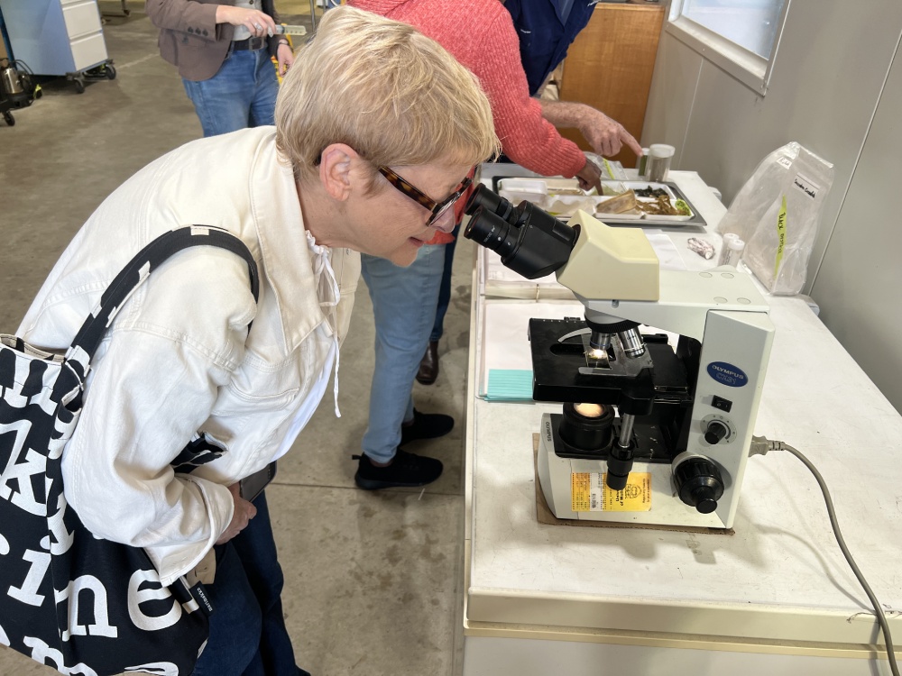Prof Kate White looks at SXRG84 fractions under the microscope at the PhycoHealth factory in Woollamia Jervis Bay. Photo Samantha Tannous