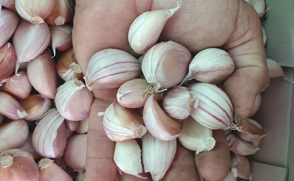 Garlic growing workshops by Garlic Kingdom Australia.