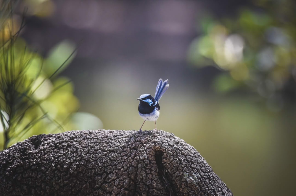 Blue wren at Bundanon Art Museum in Illaroo on the Shoalhaven River.