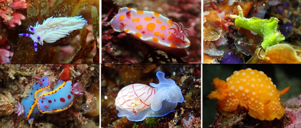Sea slugs in Jervis Bay are the subject of a citizen science project.