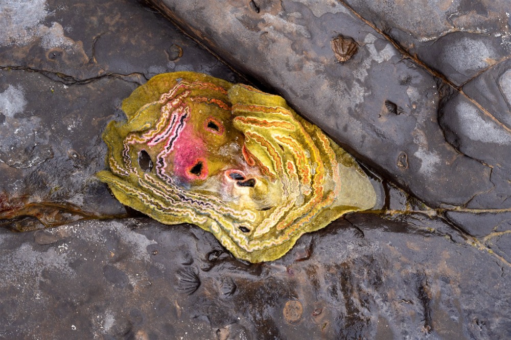 Fossils in the rock along the shores of Jervis Bay plus an artwork by Samantha Tannous. Photo Jon Harris.