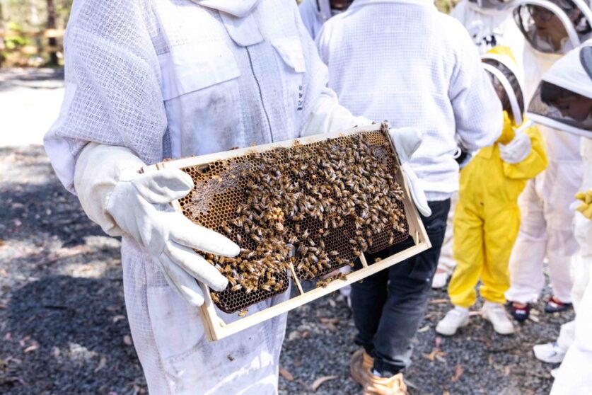 Bay and Bush Nature Retreat in Woollamia has a working apiary with 10 hives on the property.