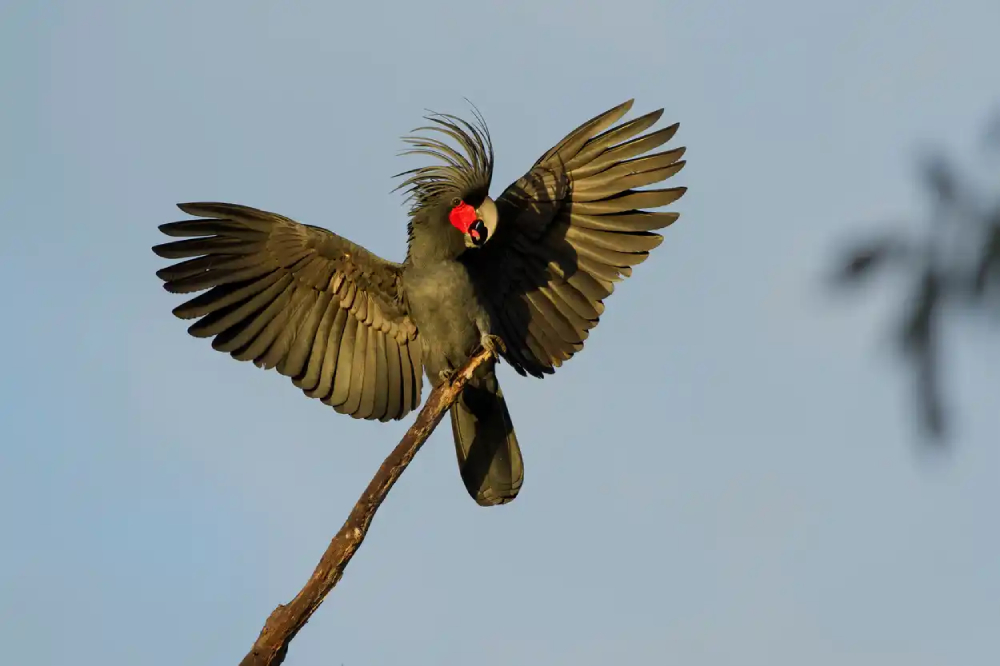 Hear Lachlan Hall talk about how he captures the behaviour and personality of birds at a BirdLife Shoalhaven event.