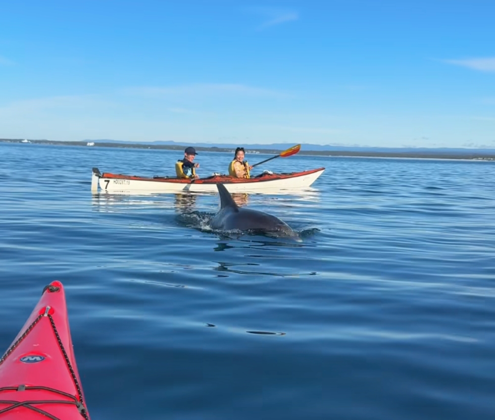 Tour guides Sea Kayak Jervis Bay met the whole pod of resident dolphins in Jervis Bay this week, ahead of the Dolphin Census this weekend.