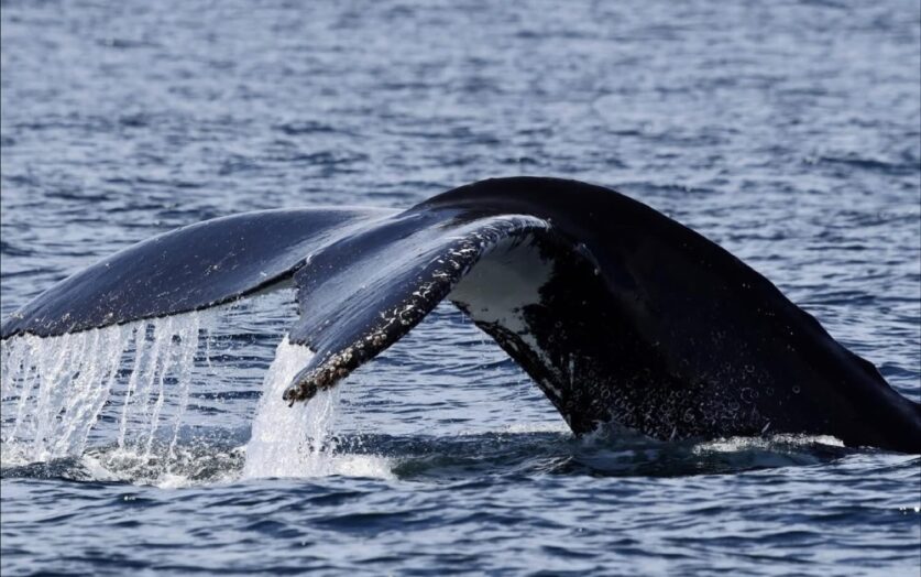 Whale fluke on a cruise with Jervis Bay Wild