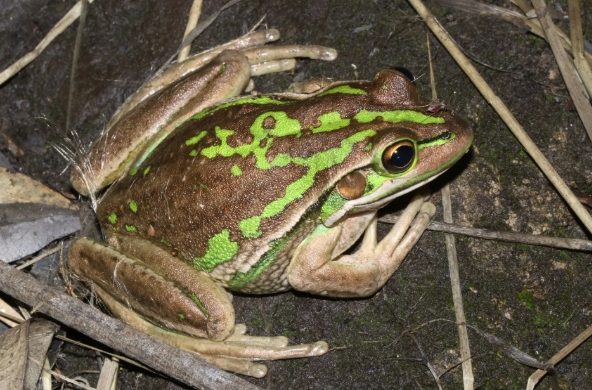 Green & Golden Bell Frog